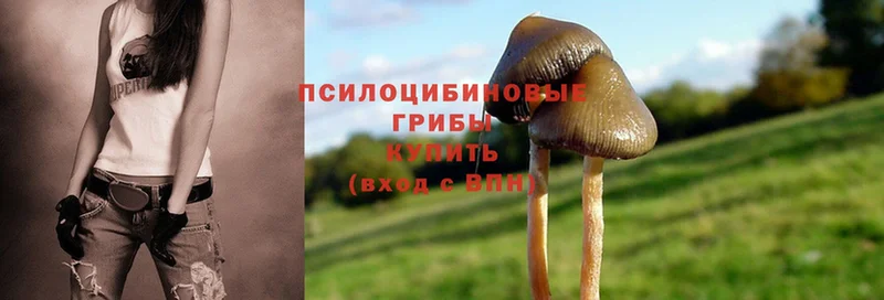 магазин    Новая Ляля  Псилоцибиновые грибы Psilocybe 